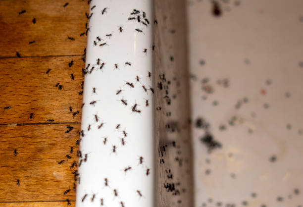 Best Emergency Pest Control  in Experiment, GA
