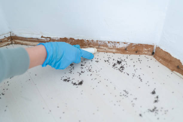 Best Residential Pest Control  in Experiment, GA
